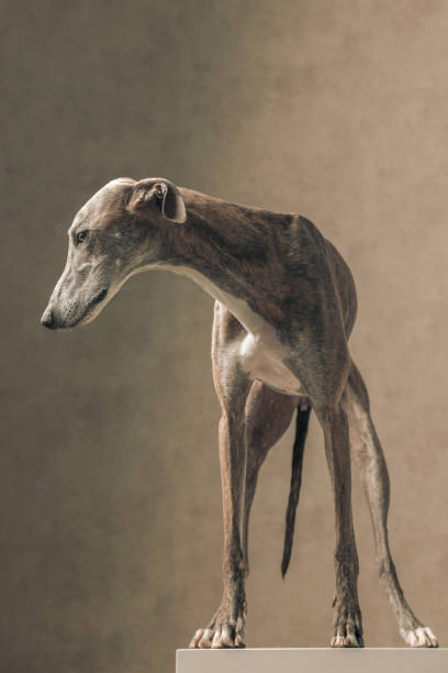 istock greyhound dog with skinny legs looking to side while standing 1498481313