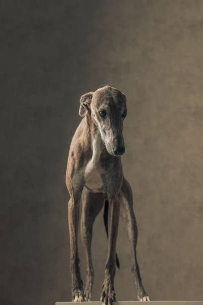 istock lovely greyhound dog with thin legs looking away and standing 1498481371