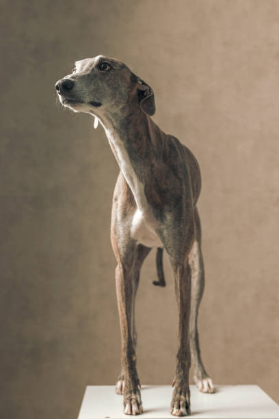 istock sweet greyhound dog with long legs looking up side and standing 1498481430