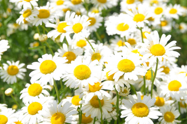 istock Fresh flowers of chamomiles 1498481629