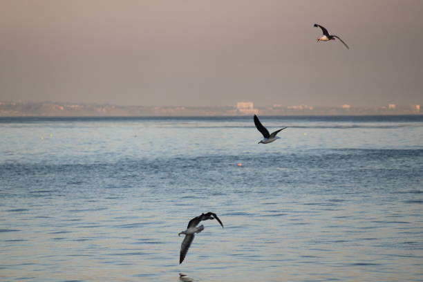 istock Malibu, California 1498481631