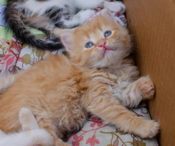 istock Adorable dreamy red kitten with blue eyes 1498482797