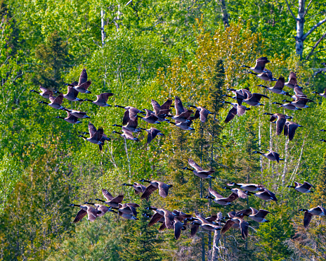 Group of Canada Geese flying over evergreen trees background in their environment and habitat surrounding.  Flock of birds. Flying birds.