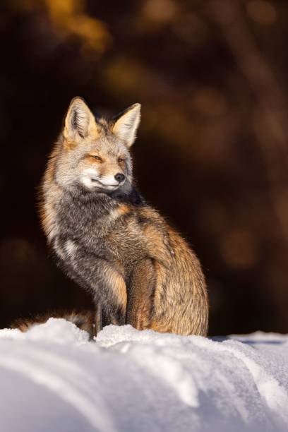 majestic red fox in the picturesque winter landscape, on the pristine white blanket of snow - snow white animal arctic fox imagens e fotografias de stock