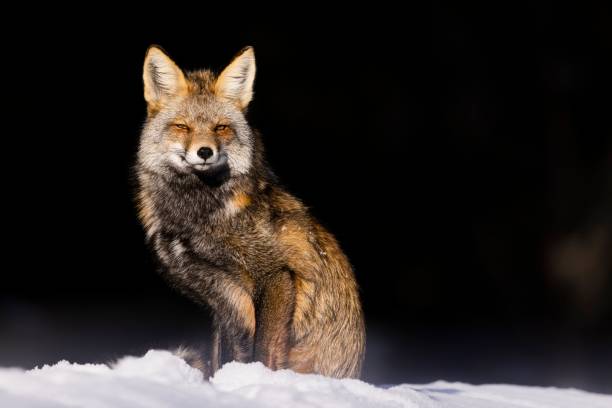 majestatyczny rudy lis w malowniczym zimowym krajobrazie, na nieskazitelnej białej warstwie śniegu - snow white animal arctic fox zdjęcia i obrazy z banku zdjęć