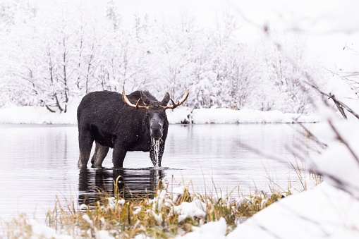 A majestic black moose stands atop a frozen lake blanketed in a layer of snow