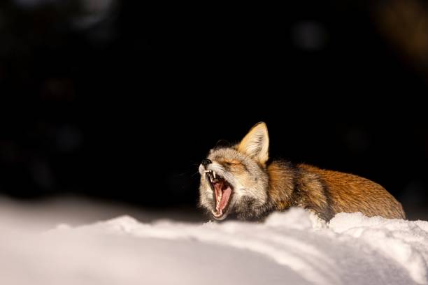 majestatyczny rudy lis w malowniczym zimowym krajobrazie, na nieskazitelnej białej warstwie śniegu - snow white animal arctic fox zdjęcia i obrazy z banku zdjęć