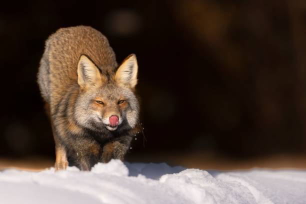 majestatyczny rudy lis w malowniczym zimowym krajobrazie, na nieskazitelnej białej warstwie śniegu - snow white animal arctic fox zdjęcia i obrazy z banku zdjęć