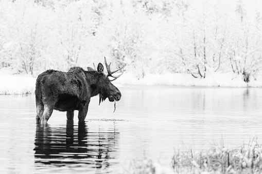 A majestic black moose stands atop a frozen lake blanketed in a layer of snow