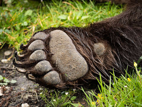 Forepaw of a brown bear (ursus arctos). Paw with claws lying on green grass. Close-up of the front leg with wet fur.
