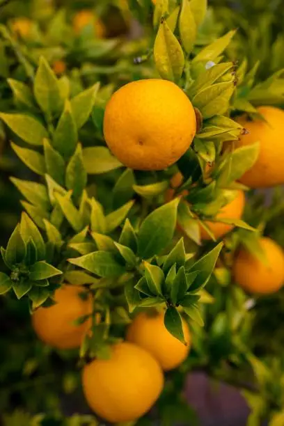 A lush, vibrant orange tree filled with ripe lemons ready to be harvested