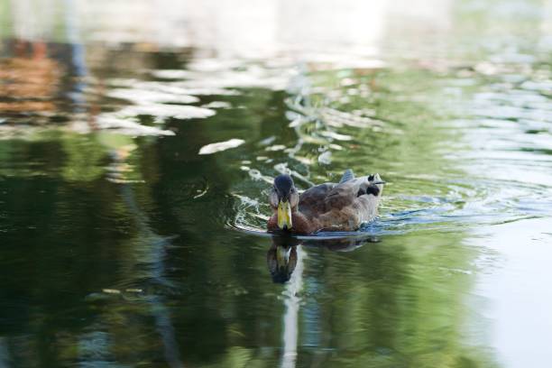 istock a duck with it's beak up floats on water 1498483594