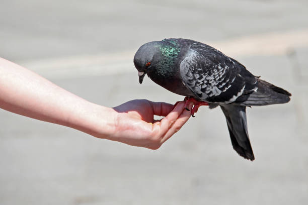 istock Pigeon on hand, St. Mark's Square, Venice, Italy 1498483825