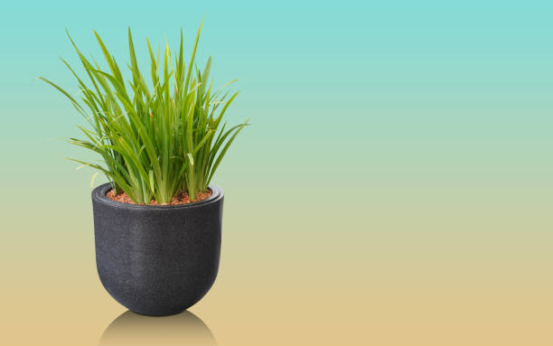 istock front view green tree in big black ceramic pot on gradient blue and yellow background, nature, plant, object, decor, home, house, gift, copy space 1498483835