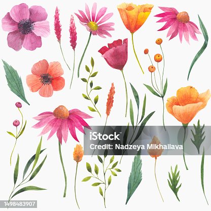 istock Watercolor illustrations of wildflowers. Set of isolated elements on a white background, plants poppy, escholzia, cosmos, echinacea. Buds and leaves of flowers for the design of invitations, cards 1498483907