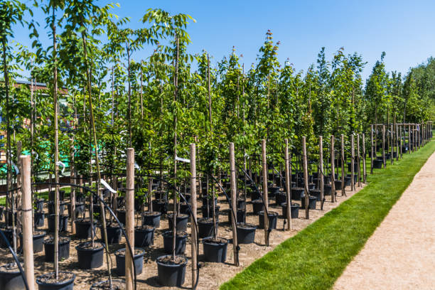 istock Rows of young trees in plastic pots with water irrigation system in a tree nursery, plant nursery 1498483925