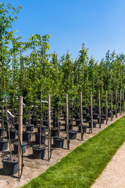 istock Rows of young trees in plastic pots with water irrigation system in a tree nursery, plant nursery, vertical 1498484445
