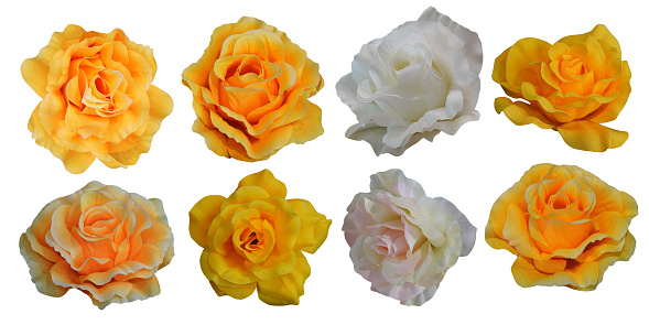 six yellow roses and white rose and white and pink rose flower on white background, nature, love, valentine