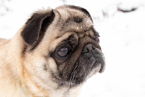 pug dog portrait in the snow closeup