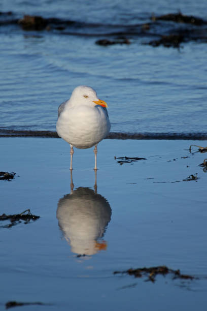 Seagulls Reflected in Water Puddles on the Street after Rain