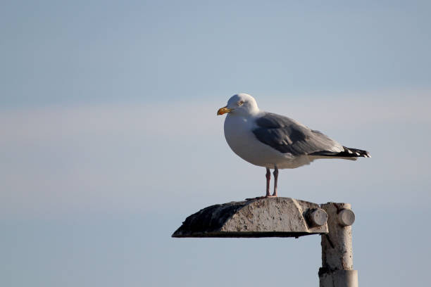 istock seagull on a street lamp 1498485273