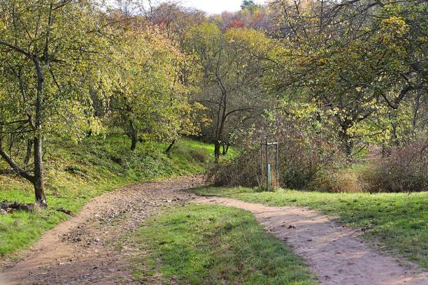 istock A narrow path in the autumn forest 1498485426