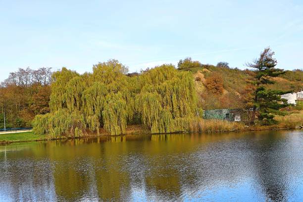 istock Forest lake in the autumn forest 1498485431