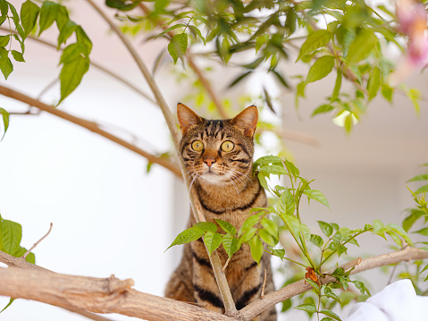 cute tabby cat climbed fence wall over tree in summer garden and looks. Turkish cats on the streets of Antalya