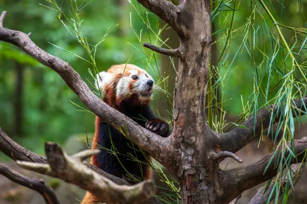 Red panda ailurus fulgens on the tree with green leaves