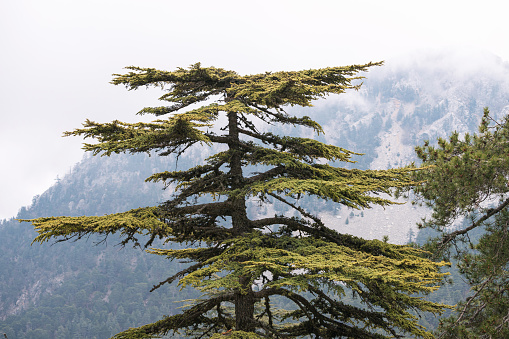 Lebanon cedar tree in mountains along lycian way in Turkey