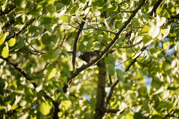 gray muscicapa striata in leaves on tree, early summer