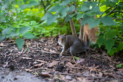 Squirrel in a park near Staten Island Ferry port.