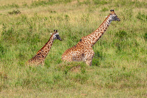 Mother Masai Giraffe and her Calf at Wild. Red Billed Oxpecker.