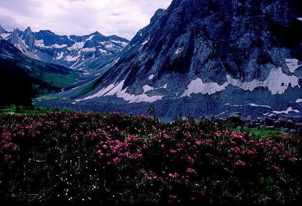 british columbia wilderness, canadá - adamant mountains - fotografias e filmes do acervo