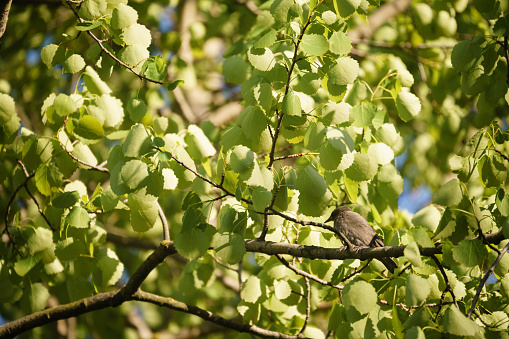 gray muscicapa striata in leaves on tree, early summer