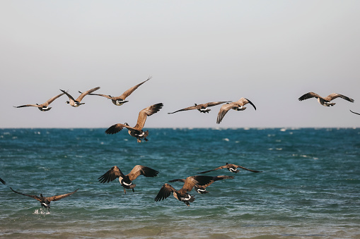A flock of Canadian geese flying over the water at a beach.