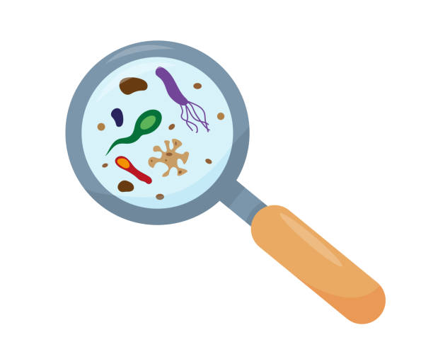 Magnifying glass. Different bacteria and dirt in magnifier. Magnifying glass. Different bacteria and dirt in magnifier. Danger of drinking dirty water. Vector illustration isolated on white background. bacillus cereus stock illustrations