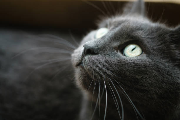 istock british shorthair cat in the box 1498491507