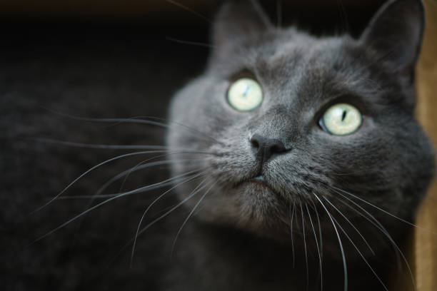 istock british shorthair cat in the box 1498491587