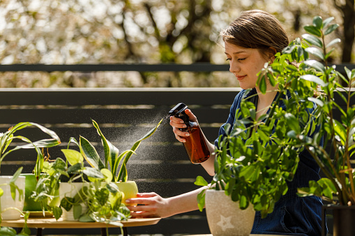 Candid shot of caring young woman using a spray bottle and spraying her potted plants with water while enjoying summer sunshine on the balcony.