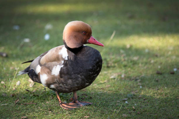 Red Crested Pochard The red-crested pochard is a large diving duck netta rufina stock pictures, royalty-free photos & images