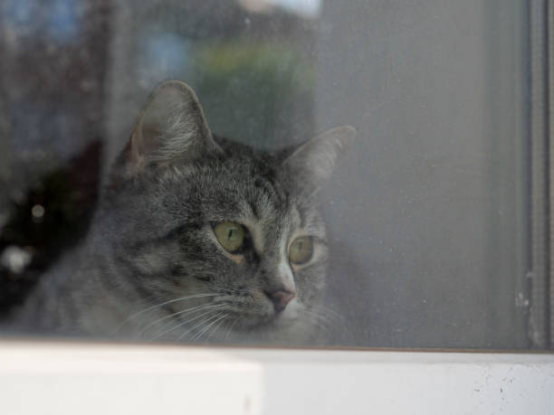 istock a cat with big eyes looks out the window 1498494707