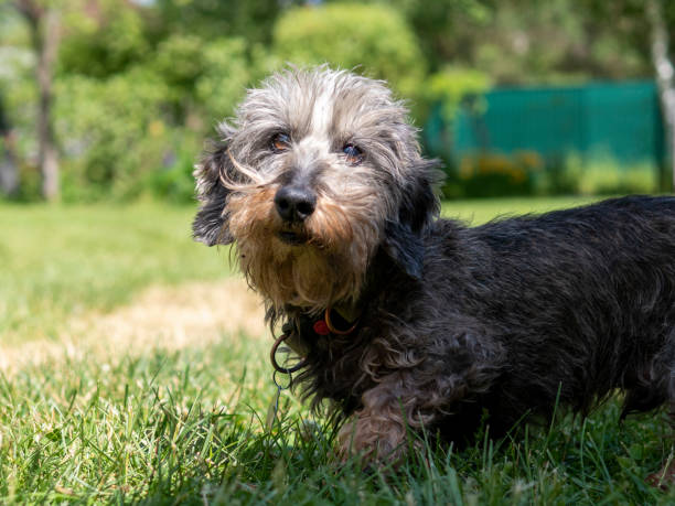 istock portrait of a dachshund dog 1498494852