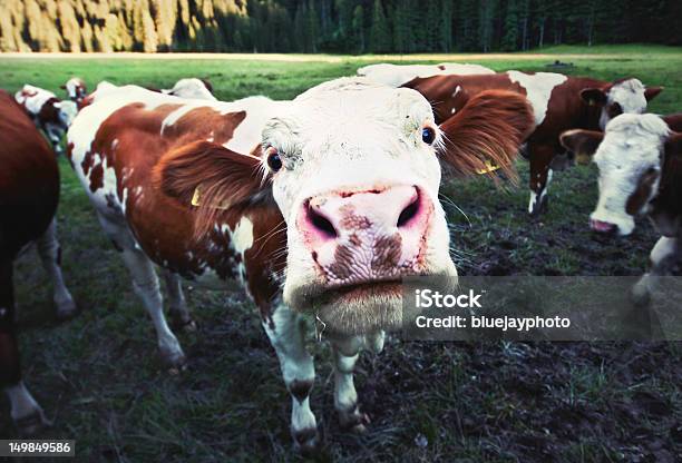 Забавная Корова — стоковые фотографии и другие картинки Близко к - Близко к, Бык - животное, Веселье