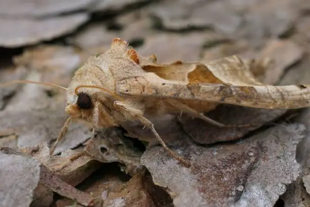 Natural closeup on hte lightbrown Angle Shades owlet moth, Angle Shades sitting on wood