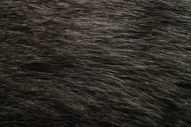istock british cat fur closeup 1498496395