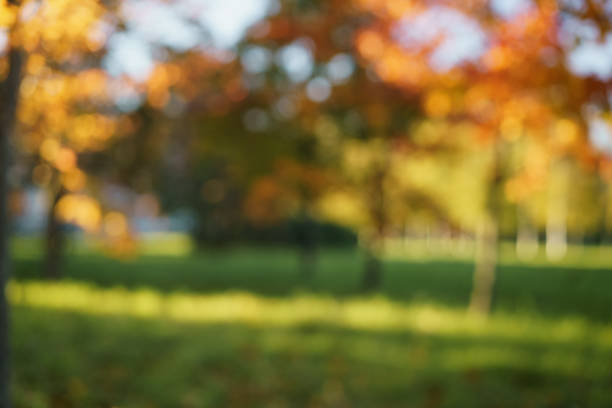 blur background of autumn colorful trees, backdrop photo