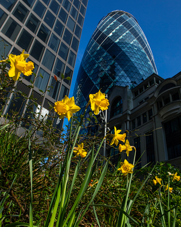 London, UK - March 2nd 2023: Daffodils in bloom in the city of London, UK.