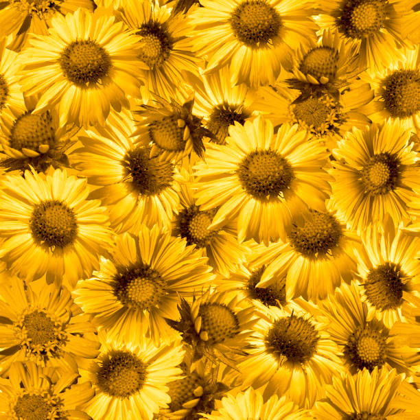 istock Seamless floral pattern with flowers toned in yellow. 1498497766