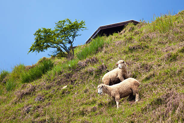 coppia di sheeps su pendenza - jumbuck foto e immagini stock